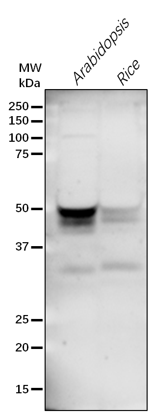 Anti-FC2 /Ferrochelatase-2 rabbit antibody