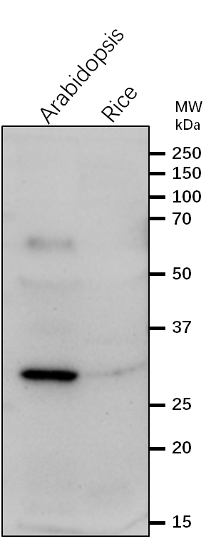 Anti-RPL4/50S ribosomal protein L4 Rabbit Antibody