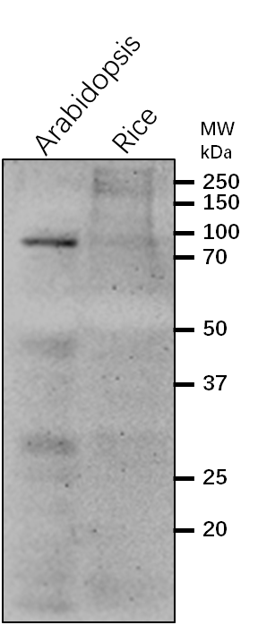 Anti-WIT1/WPP domain-interacting tail-anchored protein 1
