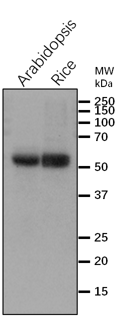 Anti-STN7/  Serine/threonine-protein kinase STN7 antibody