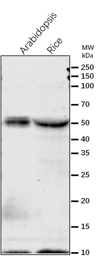 Anti-SHMT3/Serine hydroxymethyltransferase 3 antibody