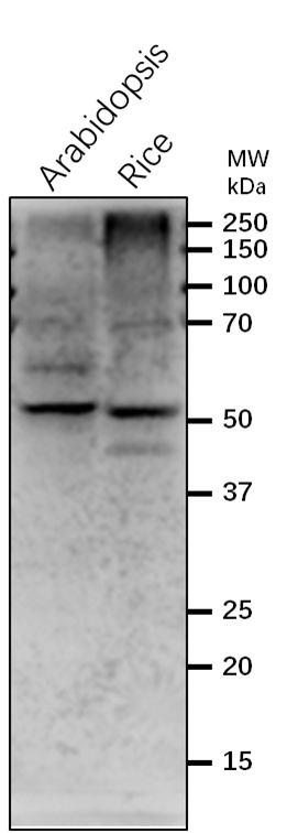 Anti-COP12/CSN2/COP9 signalosome complex subunit 2 antibody