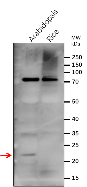 Anti-PsbS/NPQ4/Photosystem II 22 kDa protein antibody