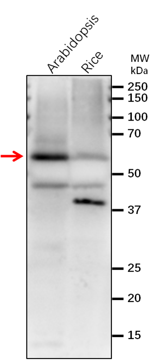 Anti-MPK8/Mitogen-activated protein kinase 8 antibody