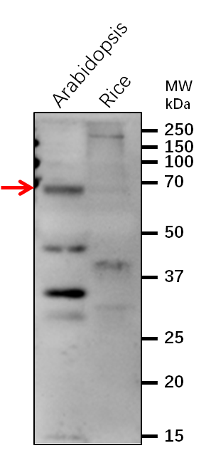 Anti-MEKK1/Mitogen-activated protein kinase kinase kinase 1