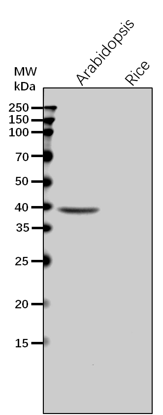 Anti-HEME2/Uroporphyrinogen decarboxylase 2 antibody