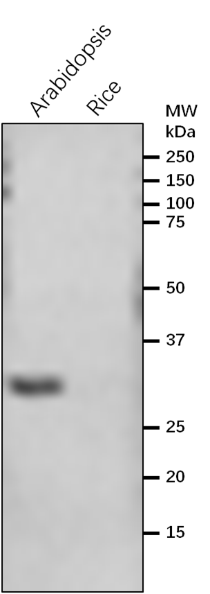 Anti-CHLM/Magnesium-Protoporphyrin IX Methyltransferase
