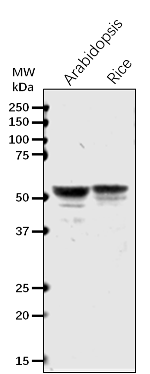 Anti-APL1/ADG2 rabbit antibody