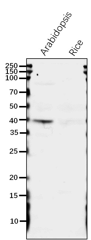 Anti-ASP3/Aspartate aminotransferase 3 rabbit antibody