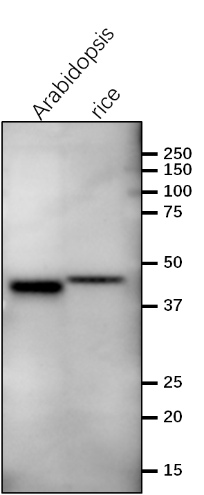 Anti-CS/Chorismate synthase rabbit antibody