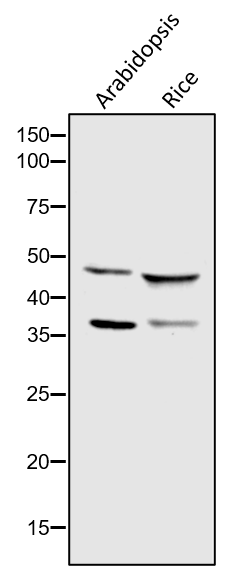 Anti-DEG1/ DegP protease Rabbit antibody