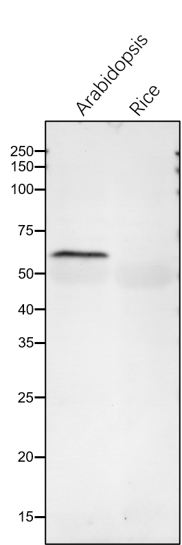 Anti-TROL / Thylakoid Rhodanese-Like rabbit antibody