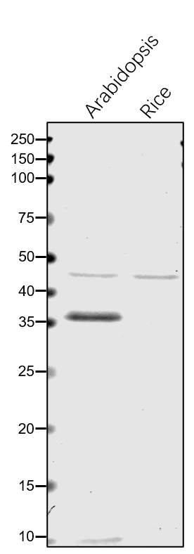 Anti-MOD1 / Enoyl-ACP reductase 1 rabbit antibody