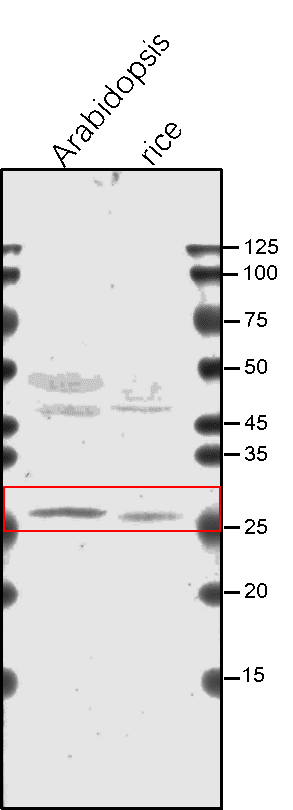Anti-GammaCA/ Gamma carbonic anhydrase Rabbit antibody