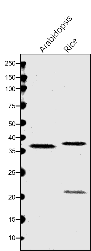 Anti-LIN2 / CPO / Coprogen III oxidase antibody