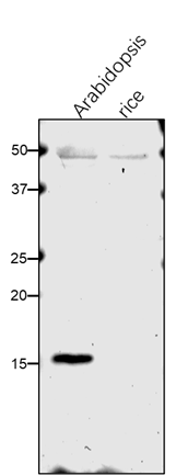 Anti-PRXQ / Peroxiredoxin Q Rabbit antibody