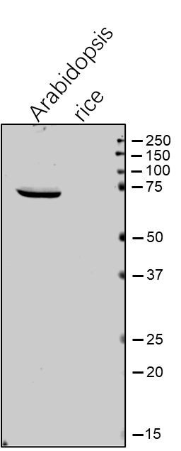 Anti-MFP1 / MAR-binding filament-like protein 1 antibody