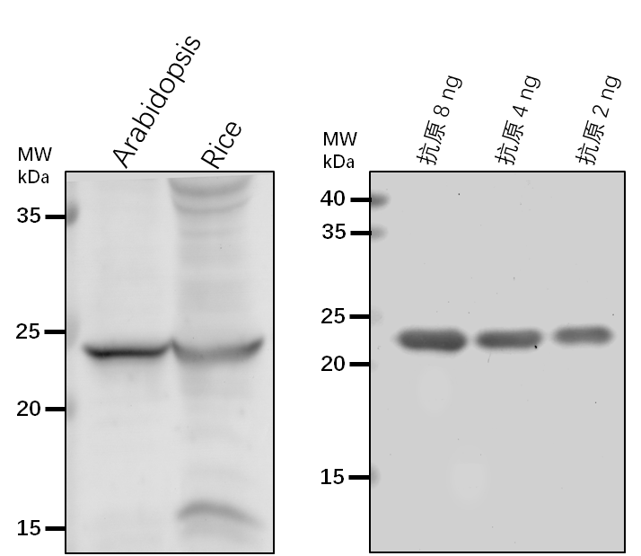 Anti-CPN20/ 20 kDa chaperonin, chloroplastic