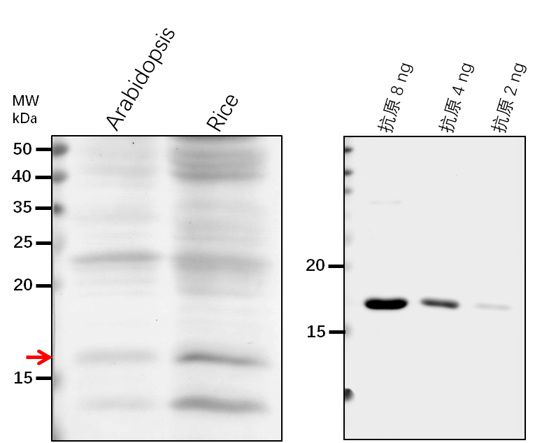 Anti-Histone H3