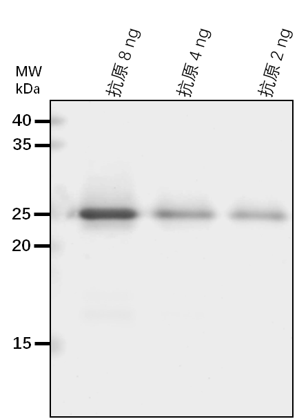 Anti-FFC/ Signal recognition particle subunit SRP54, chloroplastic