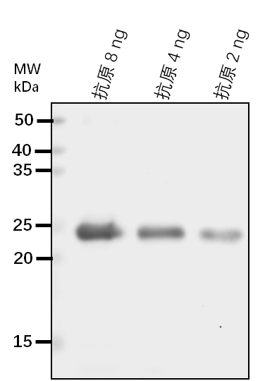 Anti-ECA1/ Calcium-transporting ATPase 1, endoplasmic reticulum-type