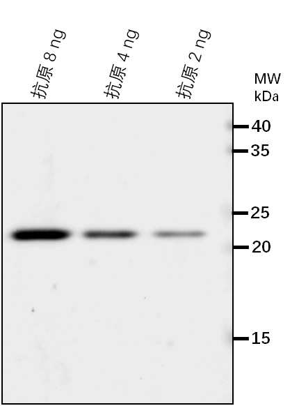Anti-FER1/ Ferritin-1, chloroplastic