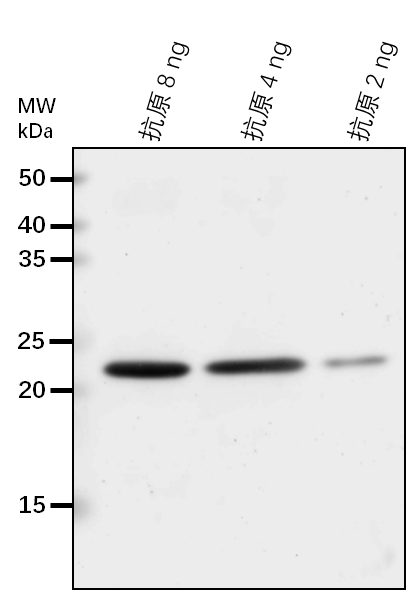 Anti-BAM3/ Beta-amylase 3, chloroplastic
