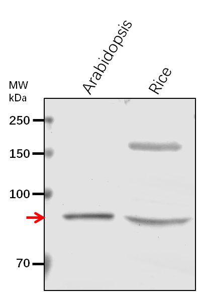 Anti-COG7/ Conserved oligomeric Golgi complex subunit 7