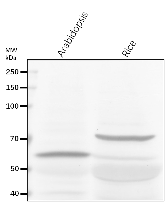 Anti-PKP2/ Plastidial pyruvate kinase 2