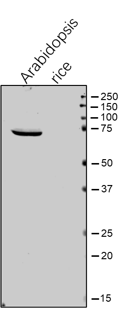 Anti-MFP1 / MAR-binding filament-like protein 1 antibody