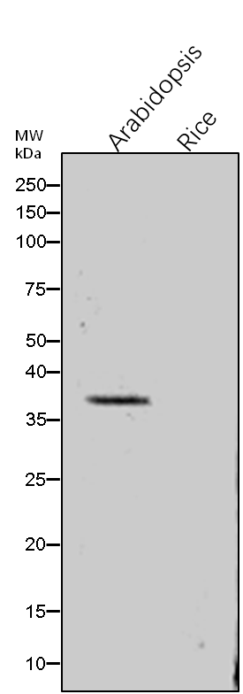 Anti-TRA2/ Transaldolase 2 rabbit antibody