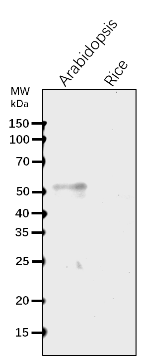 Anti-SUN1/ SUN domain-containing protein 1