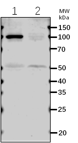 Anti-GFP/YFP Tag rabbit antibody