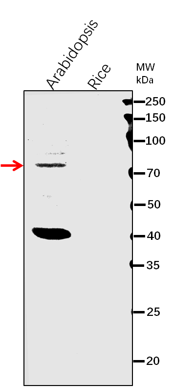 Anti-WIT2/ WPP domain-interacting tail-anchored protein 2