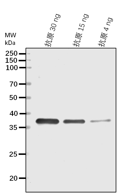 Anti-F5H/ Cytochrome P450 84A1