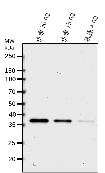 Anti-NUP133/ Nuclear pore complex protein NUP133