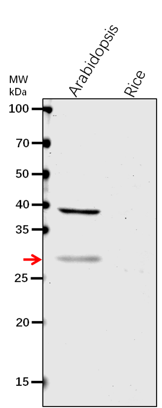 Anti-XTH4/ Xyloglucan endotransglucosylase/hydrolase protein