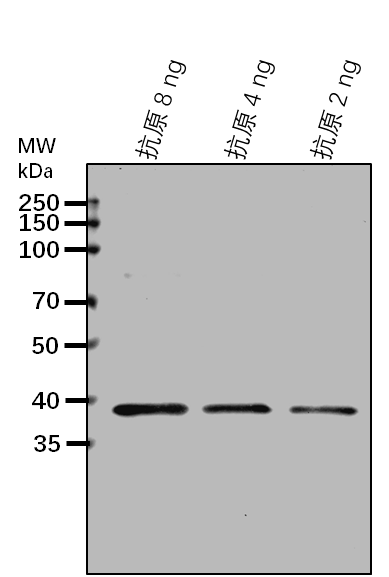 Anti-PSY1/ Phytoene synthase, chloroplastic