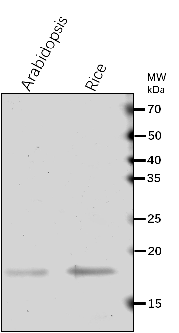 Anti-HTB1/ Histone H2B.1