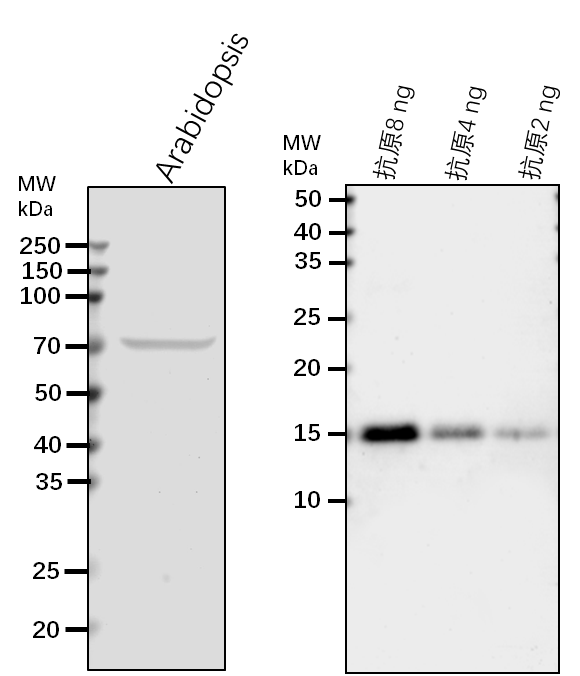 Anti-FPGS2/ Folylpolyglutamate synthase