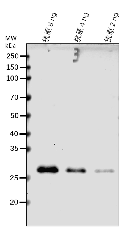 Anti-DOF4.6/ Dof zinc finger protein DOF4.6