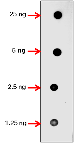 Anti-DMT1/ DNA (cytosine-5)-methyltransferase 1