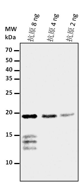Anti-CENH3/ Histone H3-like centromeric protein CENH3