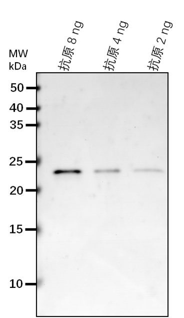 Anti-GDH1/ Glutamate dehydrogenase 1