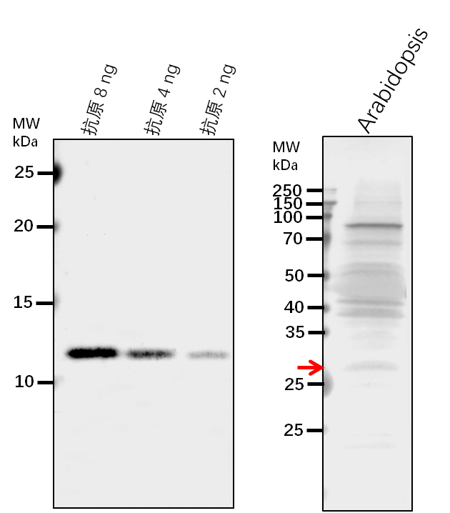 Anti-VSP1/ Vegetative storage protein 1
