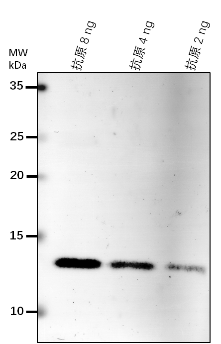 Anti-AAC1/ ADP,ATP carrier protein 1, mitochondrial