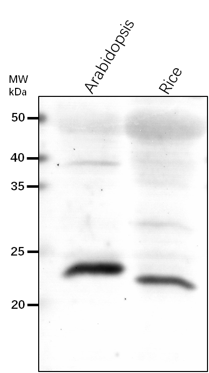 Anti-PBA1/ Proteasome subunit beta type-6