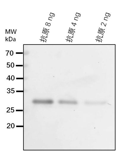 Anti-REC1/ Protein REDUCED CHLOROPLAST COVERAGE 1