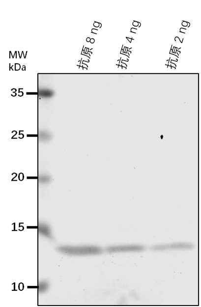 Anti-CPN60A1/ Chaperonin 60 subunit alpha 1 (chloroplastic)