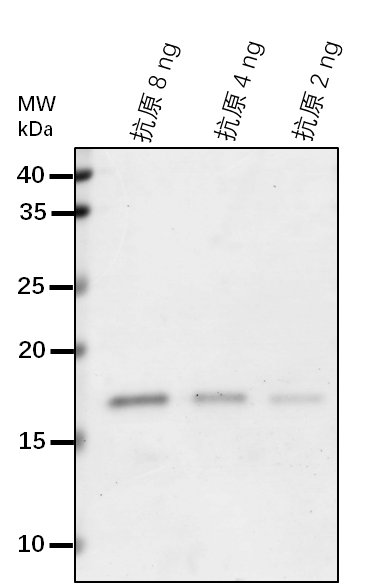 Anti-FLS2/ LRR receptor-like serine/threonine-protein kinase